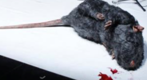 A rat gives an uncredited performance in the play El policía de las ratas directed by Àlex Rigola